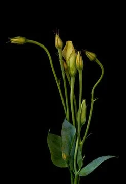 A bouquet of flowers eustoma close-up Stock Photos