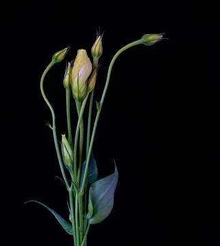 A bouquet of flowers eustoma close-up Stock Photos