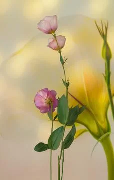 A bouquet of flowers eustoma close-up Stock Photos
