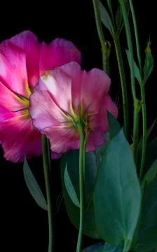 A bouquet of flowers eustoma close-up Stock Photos