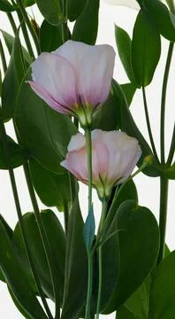 A bouquet of flowers eustoma close-up Stock Photos