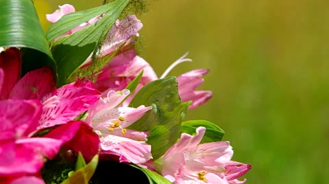 Bouquet of flowers Stock Footage 39733668