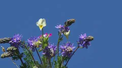 Bouquet Flowers Video stock 52699601