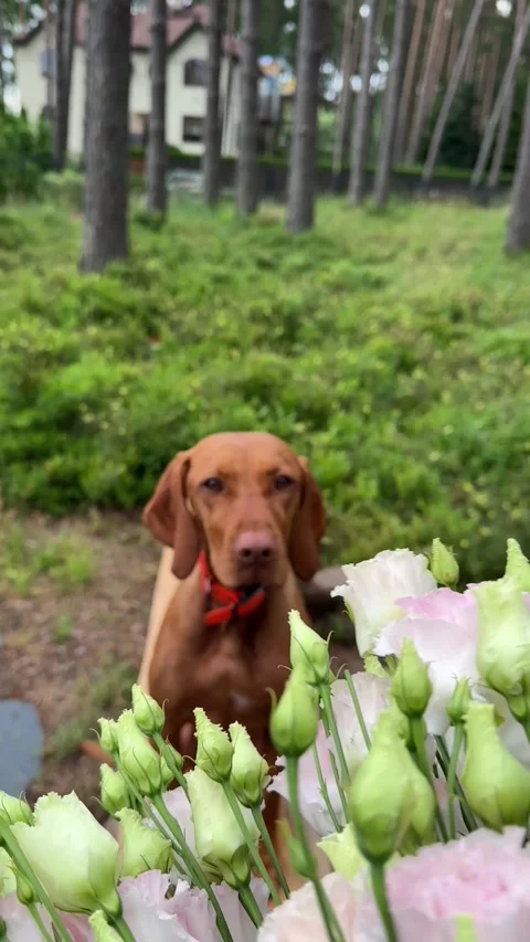 Bouquet of Flowers Moving Toward Curious Brown Dog Video stock 343157853