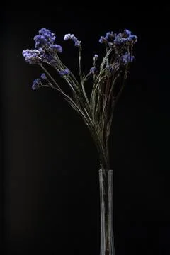 Bouquet of flowers Stock Photos