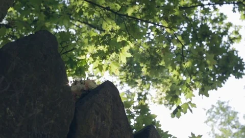 Bouquet of flowers on a stone 動画素材 78339338