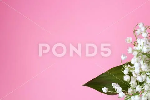 Bouquet of forest lilies (Convallaria) of the valley on a pink background, pl Stock Photos
