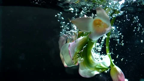 Bouquet of fragrant spring flowers under water on a black background Stock Footage 152342010