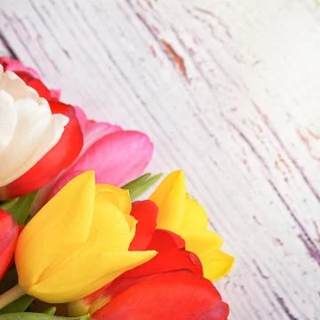 A bouquet of fresh, bright, multi-colored tulips on white wooden boards. Stock Photos