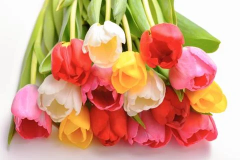 Bouquet of fresh, bright, multi-colored tulips on a white background, isolate Stock Photos