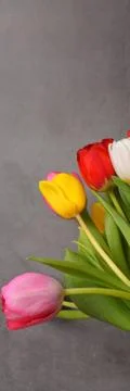 A bouquet of fresh, bright, multi-colored tulips on a gray background. Stock Photos