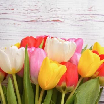 A bouquet of fresh, bright, multi-colored tulips on white wooden boards. Stock Photos