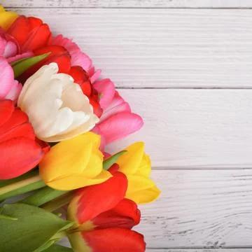 A bouquet of fresh, bright, multi-colored tulips on white wooden boards. Stock Photos