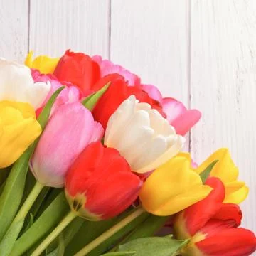 A bouquet of fresh, bright, multi-colored tulips on white wooden boards. Stock Photos