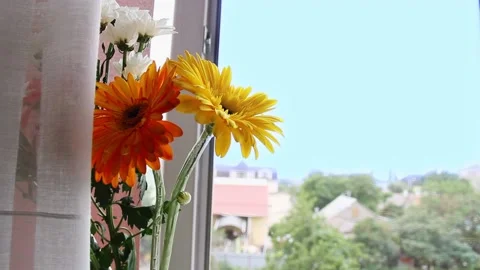 A bouquet of gerberas on the window. Stock Footage 131336934