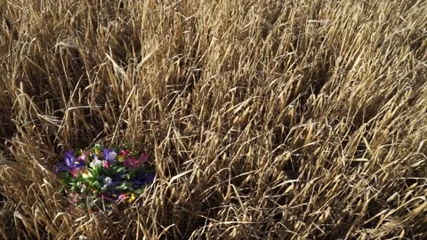 Bouquet on a grain field Stock Footage 163566763