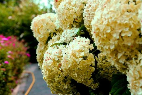 Bouquet hydrangea blooming in summer in the backyard garden Stock Photos