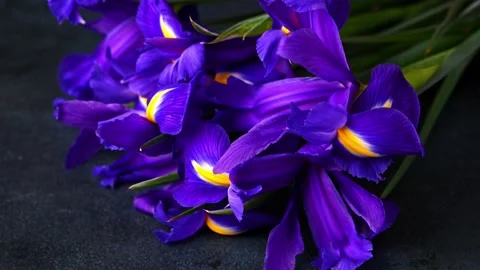 Bouquet of iris flower on dark background. concept of spring and womens day Stock Footage 170479790