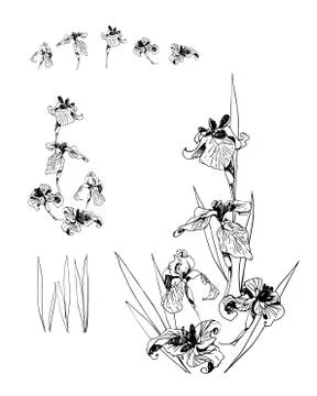 Bouquet of irises with elements like pattern  Stock Illustration