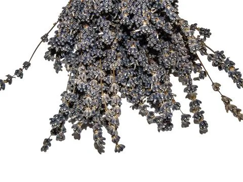 Bouquet of lavender - close up Stock Photos