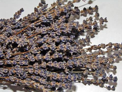 Bouquet of lavender - close up Fotos Stock