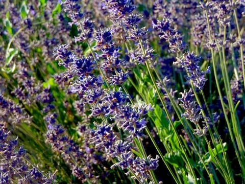Bouquet of lavender in hand Stock Photos