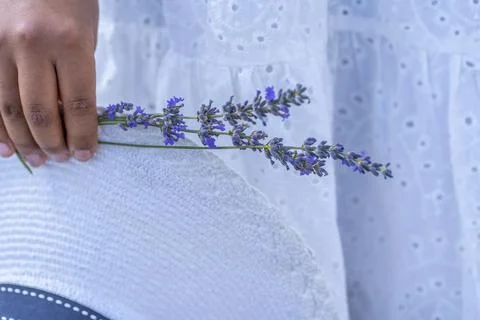 Bouquet of lavender Stock Photos
