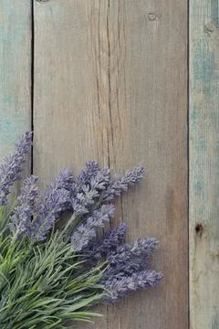 Bouquet lavender 写真素材