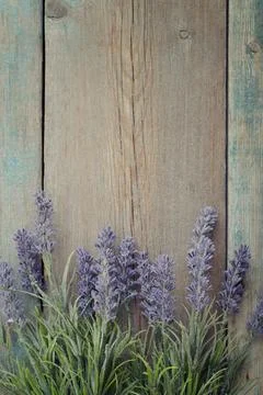 Bouquet lavender Stock Photos