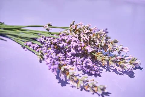 Bouquet of lavender on purple background Stock Photos