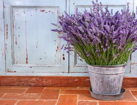 Bouquet of lavender in a rustic setting Stock Photos