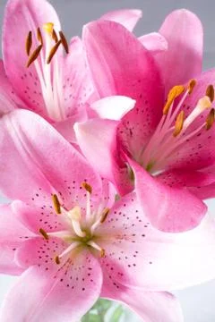 A bouquet of light pink  lilies on white background. Stock Photos