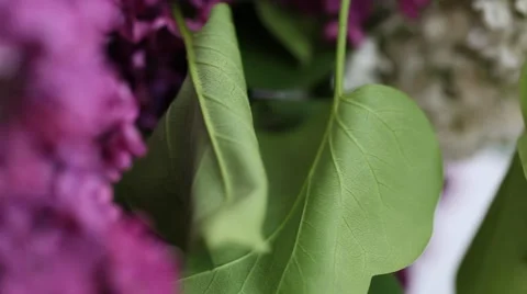 A bouquet of lilacs Stock Footage 49954558