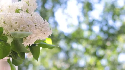 A bouquet of lilacs in a vase on the window . An article about homemade Stock Footage 189771658