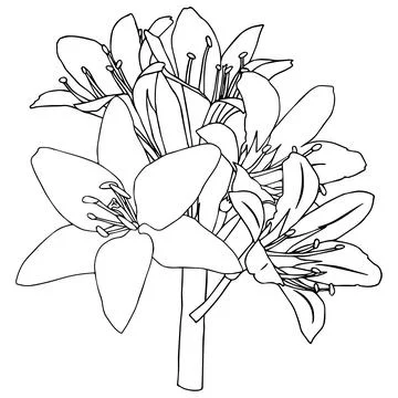 Bouquet of lilies in doodle style. Openwork illustration on white background. Stock Illustration