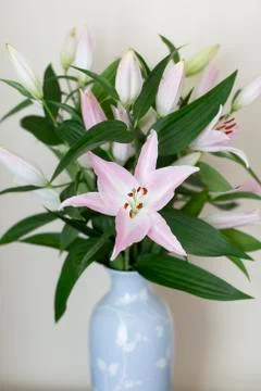 Bouquet of a lilies in a vase. Stock Photos