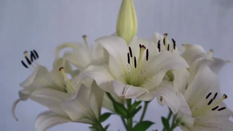 Bouquet lily Stock Footage 280484069
