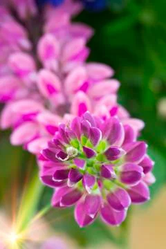 Bouquet of lupines, small depth of sharpness Stock Photos