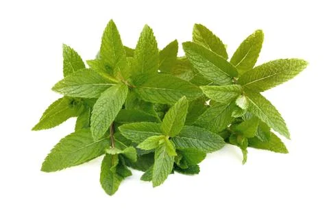 Bouquet of mint leaf Stock Photos
