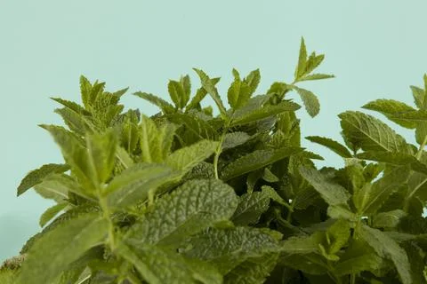 Bouquet of mint Stock Photos