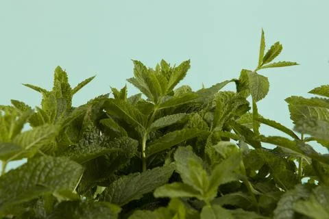 Bouquet of mint Stock Photos