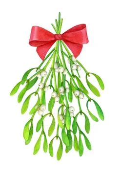 Bouquet of mistletoe. Stock Illustration