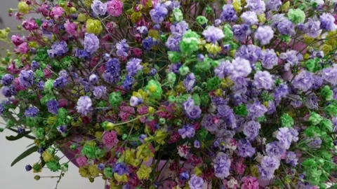 Bouquet of multi-colored and rainbow gypsophila. Flowers for the mood. Backgroun Video stock 265027694