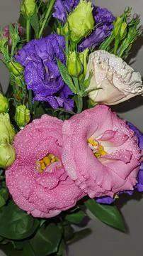 Bouquet of multi-colored eustoma. Pink and lilac with white flowers on a ligh Stock Photos