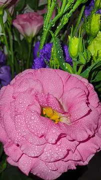 Bouquet of multi-colored eustoma. Pink and lilac with white flowers on a ligh Foto stock