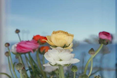 Bouquet of multicolored Ranunculus Stock Photos