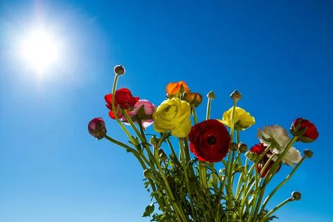 Bouquet of multicolored Ranunculus Stock Photos