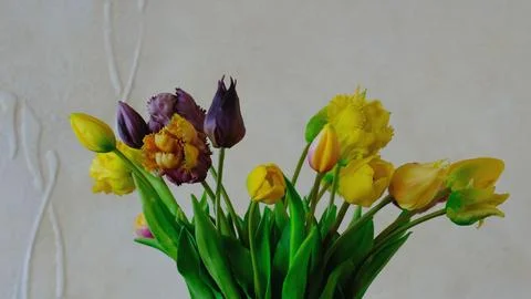 Bouquet multicolored tulips Stock Photos