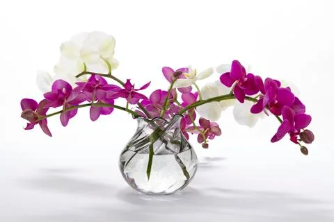 Bouquet of orchids Stock Photos