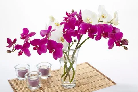 Bouquet of orchids Stock Photos